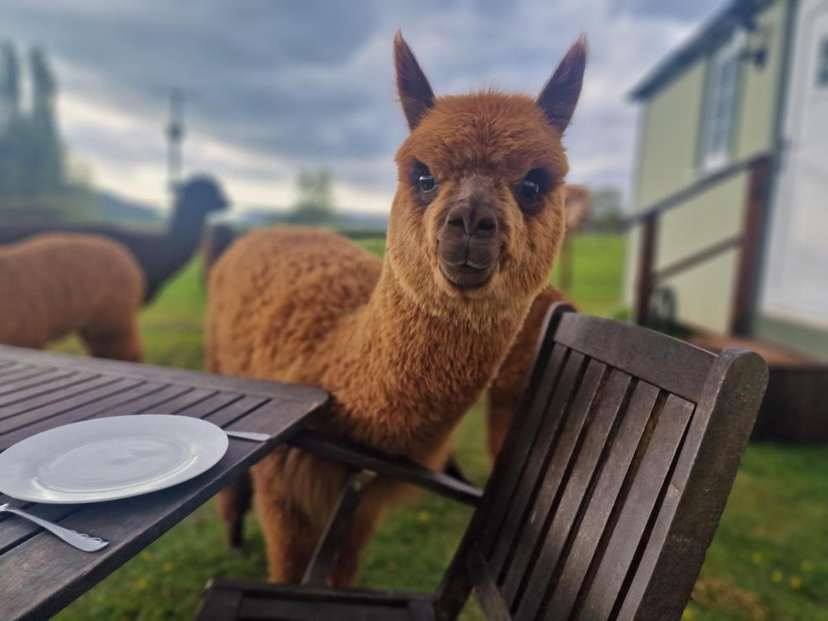 Cwtch Glamping Shepherds Huts Abergavenny Εξωτερικό φωτογραφία